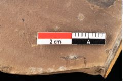 Foto (Detailsansicht) von Quercus palaeoilex Ettingshausen (NHMW-GEO-2024-0188-0871)